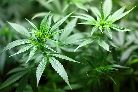 Cannabis-Pflanzen