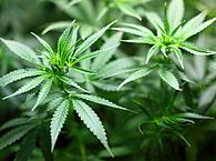 Cannabis-Pflanzen